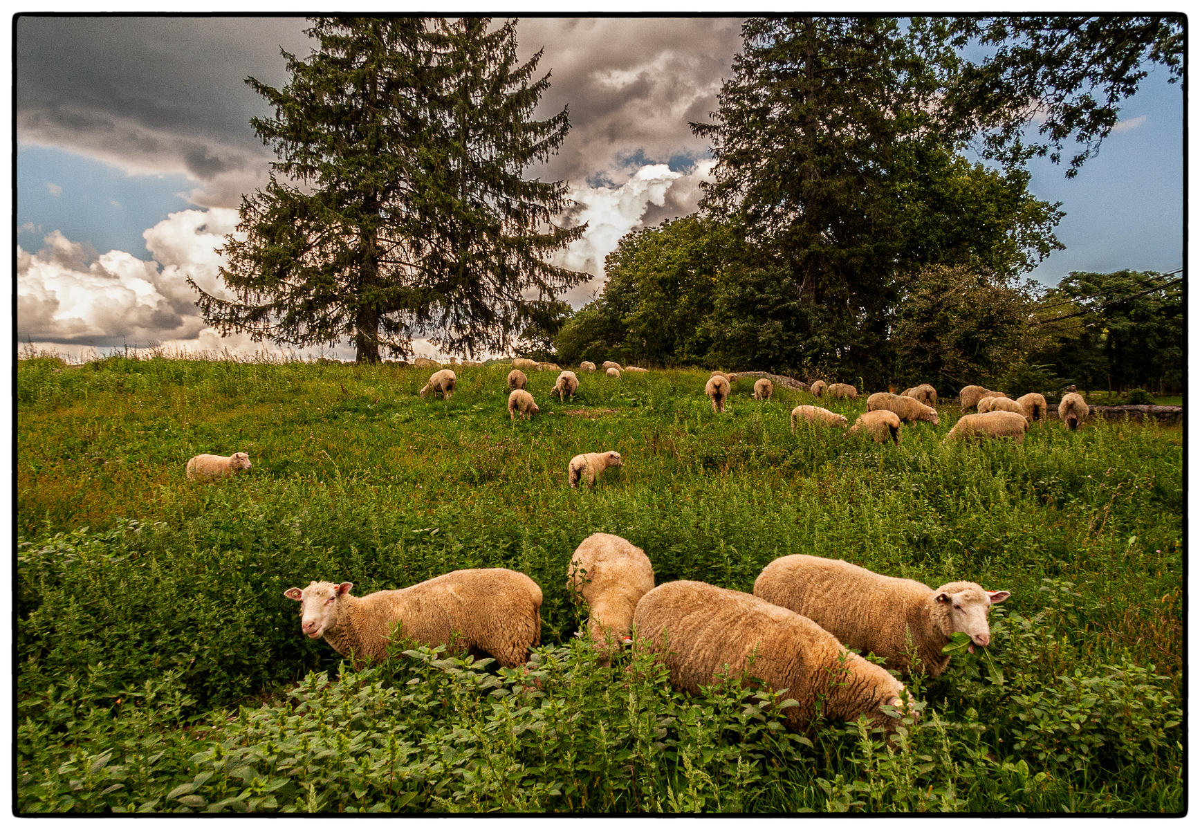 Stone Barn Pasture